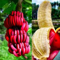 Польза бананов для организма человека