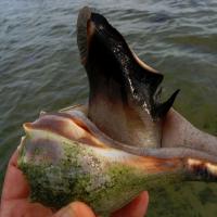 Трубач (моллюск): рецепты приготовления с фото Трубач морской