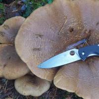 Как правильно и сколько варить грибы свинушки?